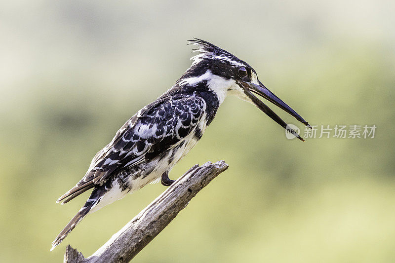 花衣翠鸟的特写(Ceryle rudis)